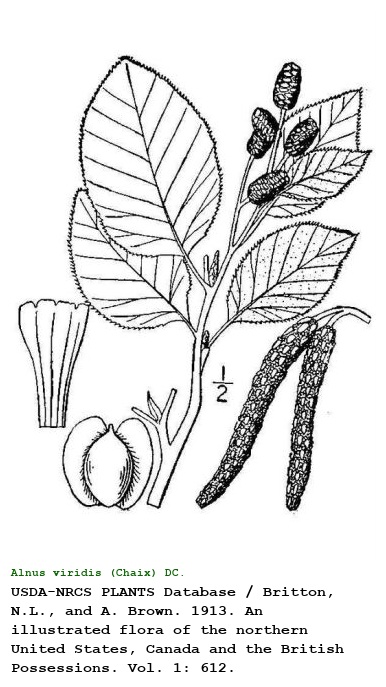 Alnus viridis (Chaix) DC.